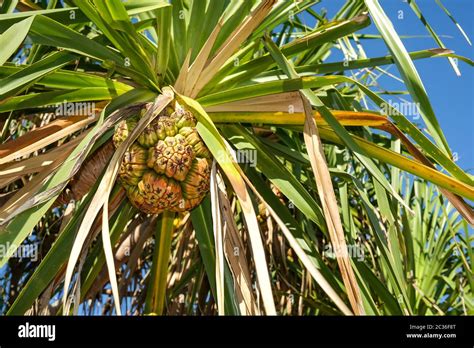 Pandanus fruit on a Pandanus spiralis tree in the Northern Territory of Australia Stock Photo ...