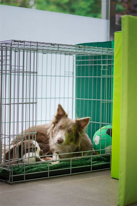 The Truth About Dog Crates. A common mistake many people make when