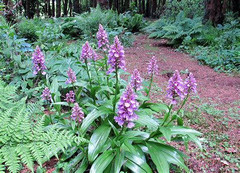 timpany nurseries grown  ireland