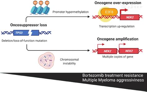 Nek A Promising Target In Tp Mutant Cancer Blood Science