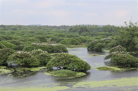 Best Time to Visit Vedanthangal Bird Sanctuary - On The Eve