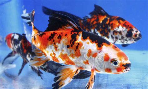 Imported Chinese Shubunkin For Sale | Blue Ridge Koi & Goldfish