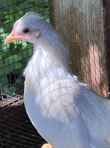 White Naked Neck And Crested Kikiriki Hatching Eggs Pokeys Poultry