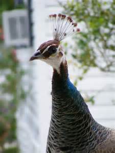 225 Best Images About Peacocks On Pinterest Peacocks Holiday Park