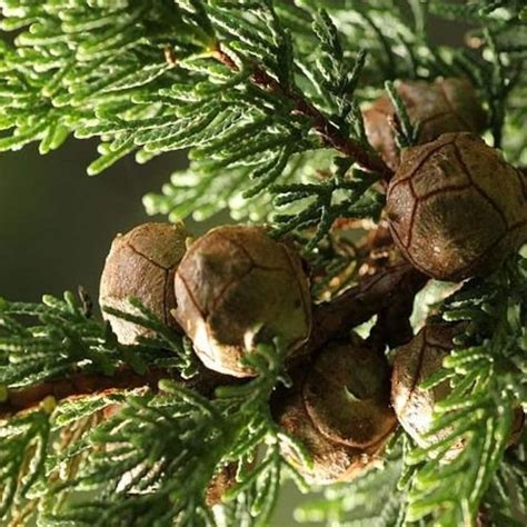 Monterey Cypress Tree Seeds Cupressus Macrocarpa Shw