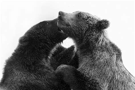 Adorable Black Bear Cubs Playing