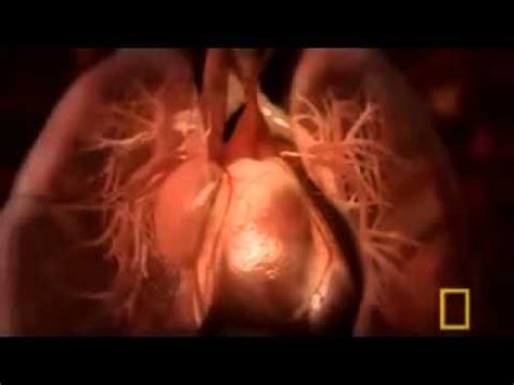 National Geographic Inside The Living Body 1 9 YouTube