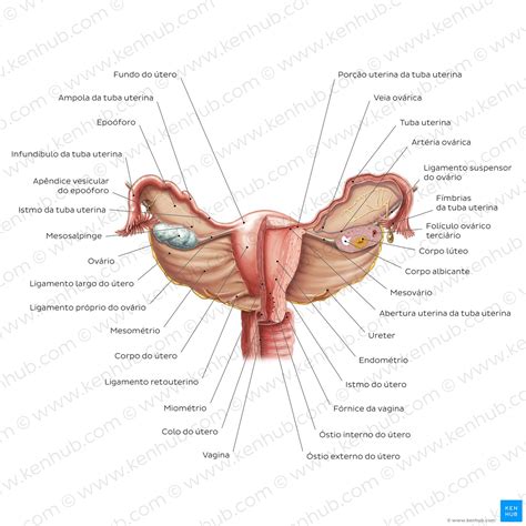 Ovários Anatomia Embriologia E Correlações Clínicas Kenhub