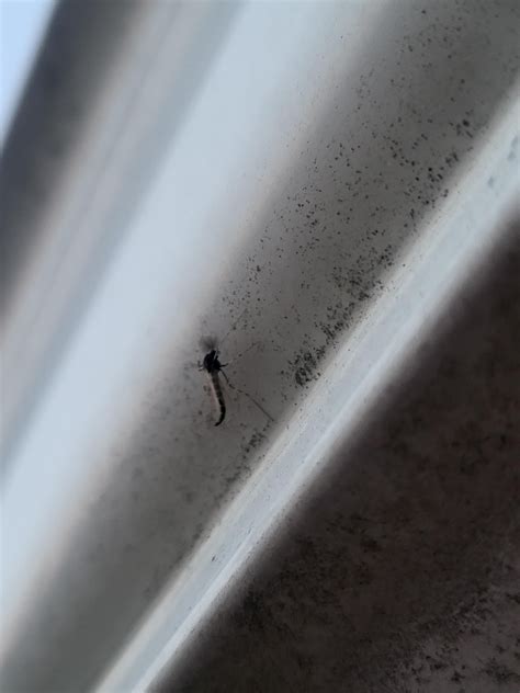 swarm of mini dragonfly looking insects? there's hundreds of them