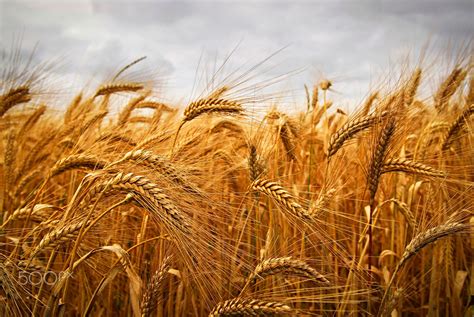 Wheat Golden Wheat Growing In A Farm Field Closeup On Ears Wheat