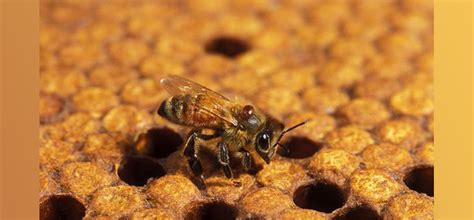 Honey Bees Disease and Pest Resources – Bee Health