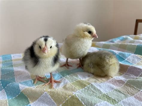 Best Setup For Newborn Chicks Shifting Roots