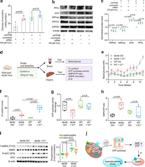 Cr Ameliorates Hyperglycaemia Stress Through Targeting Atp Synthase