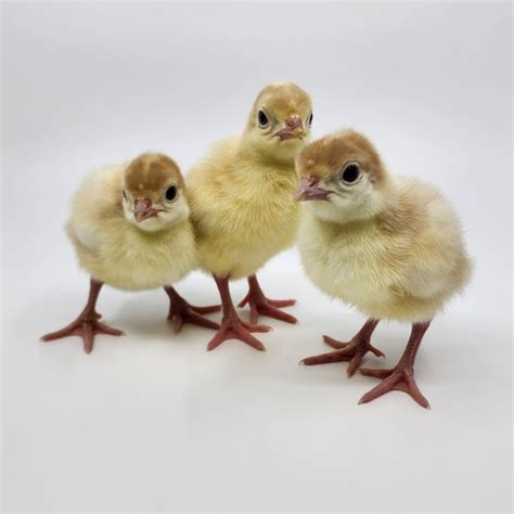 Day Old Turkey Poult Identification Meyer Hatchery