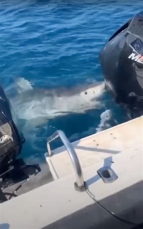 Heart Stopping Video Shows Moment Massive Great White Shark Lurches Up