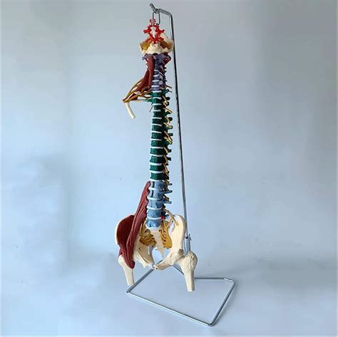 Modelo De AnatomíA De EnseñAnza Columna vertebral humana con pélvico