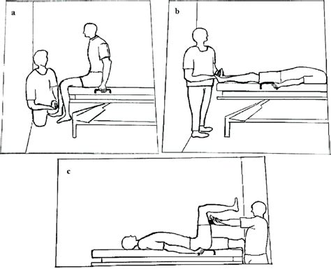 Schematic Representation Of Isometric Maximal Voluntary Contraction