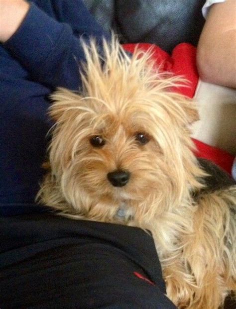 Yorkie Eddie Having A Bad Hair Day Lol Bad Hair Bad Hair Day Hair Day