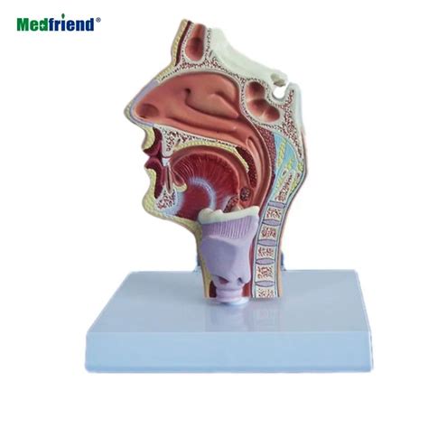 Pvc Longitudinal Section Of 11 Lifesize Human Nasal Oral Cavity Throat