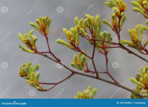 Kangaroo Paw Flowers stock image. Image of beautiful - 159120905