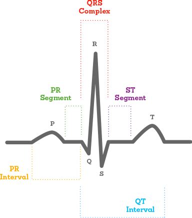 Ecg Waveform Explained Ekg Labeled Diagrams And Components Off