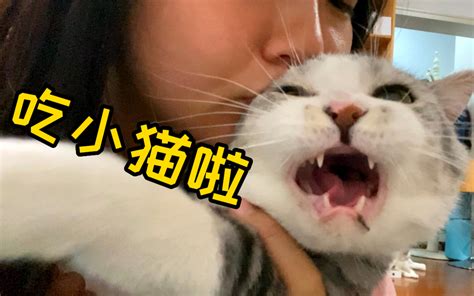 外出10天摸不到猫！猫瘾犯了能有多抓狂！！！！ 哔哩哔哩