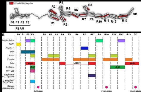 The Talin Code Talin Domains Interact With Various Proteins A