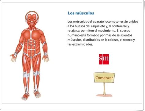 Los M Sculos Presentaci N Animada De Ciencias Naturales De Primaria