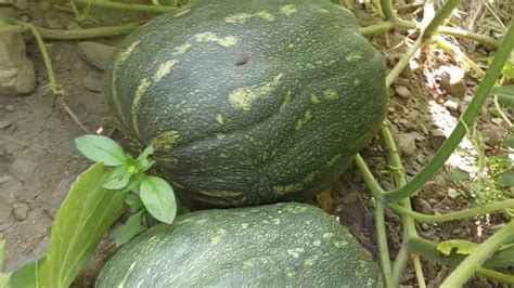 Calabaza De Castilla O Casco Como Cultivar Calabazas Grandes Youtube