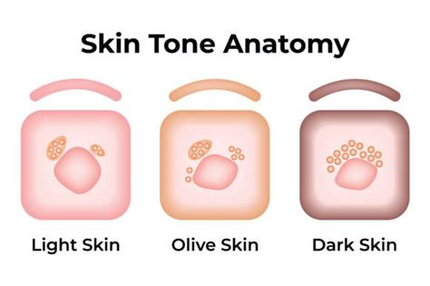 Skin Tone Anatomy Science Design Vector Graphic by hamjaiu · Creative Fabrica