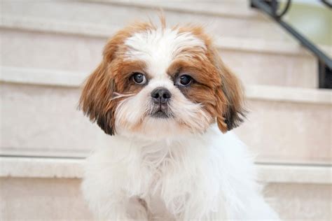 Most Popular Shih Tzu Mixes You'll Love I Dog Snobs