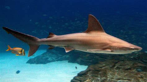 Sandbar shark photos and wallpapers. Nice Sandbar shark pictures