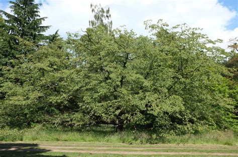 Ostrya carpinifolia - Trees and Shrubs Online