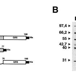 Recombinant Proteins Used In This Study A Schematic Representation