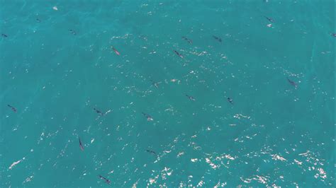 Video Longtail Tuna From Above Fishing World Australia