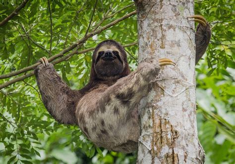 Bicho Pregui A O Que Habitat Alimenta O Reprodu O Curiosidades