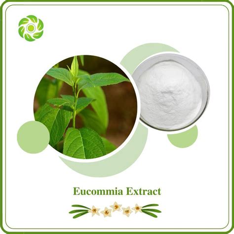 World Well Being Natural Feed Additive Eucommia Ulmoides Extract