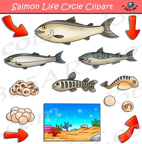 Salmon Life Cycle | ubicaciondepersonas.cdmx.gob.mx