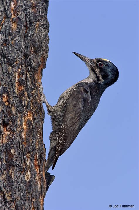 Black Backed Woodpecker Joe Fuhrman Photography