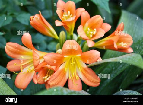 Cultivar Clivia Hi Res Stock Photography And Images Alamy