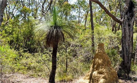 Xanthorrhoea Johnsonii Grass Tree Black Boy Flora Toskana