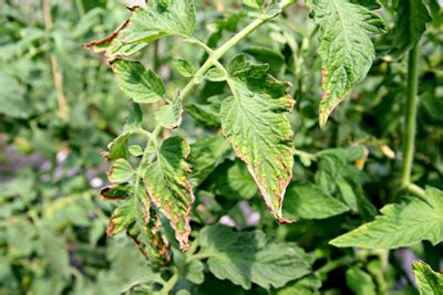 Potassium Deficiency In Tomato Plants