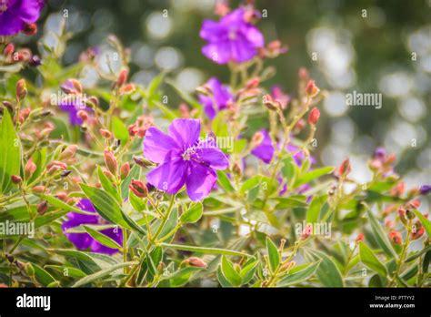 Indio Rododendro Melastoma Malabathricum Fotograf As E Im Genes De Alta