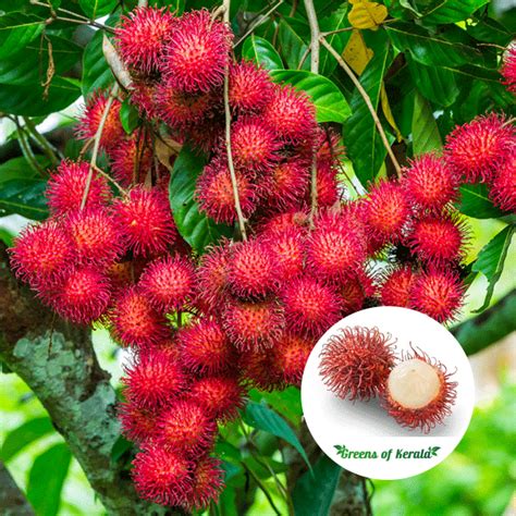 Buy Rambutan Sapling Plant Online All India Delivery Greens Of Kerala