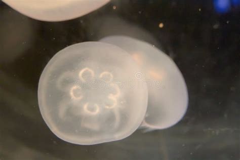 The Jellyfish in the Osaka Aquarium, Japan Editorial Photo - Image of beauty, jelly: 122178591