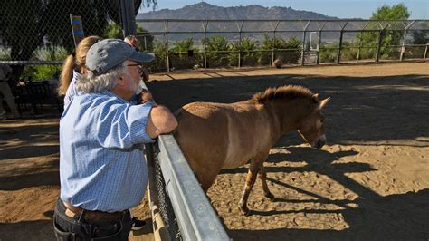 World’s 2nd cloned Przewalski’s horse gives hope