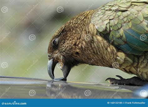 Kea Alpine Parrot Bird New Zealand Stock Image - Image of parrot ...