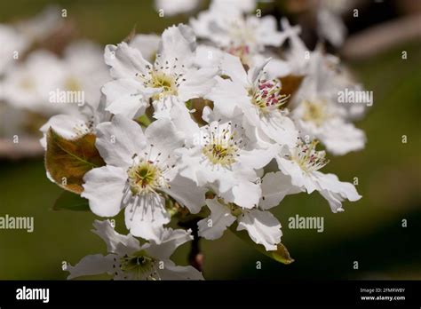 Asian Pear Blossoms Pyrus Pyrifolia Stock Photo Alamy