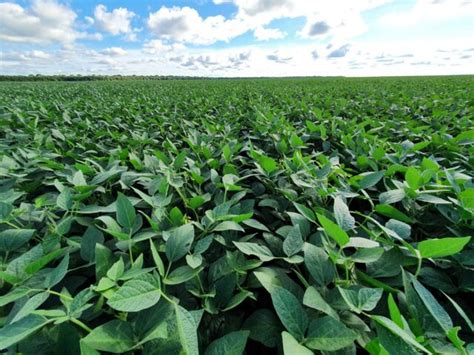 O Que O Agricultor Precisa Saber Para Aumentar A Produtividade Da Soja