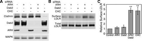 Figure 1 From The Adaptor Protein Dab2 Sorts LDL Receptors Into Coated